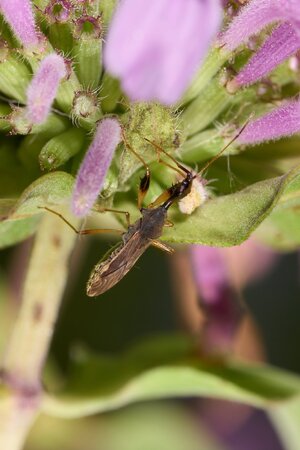 Long-Necked Seed Bug - BCSP - 07252026 - 01.jpg