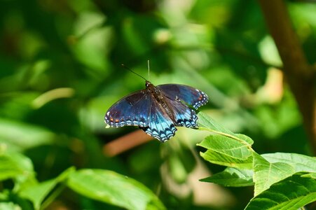 Red-Spotted Admiral - BCSP - 07252026 - 01.jpg