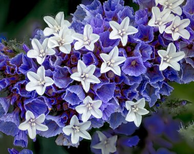 26A08879-8917limonium.jpg