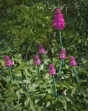 26A09001brick pyramidal orchid.jpg