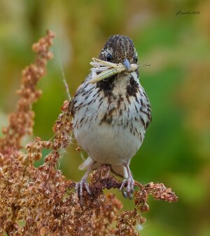 reed bunting 2026_17.jpg