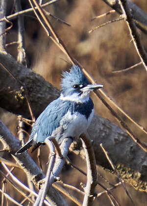 Belted Kingfisher - BCSP - 01232022 - 01.jpg