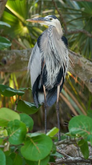 Great Blue Heron - Fort De Soto - 05282019 - 01.jpg