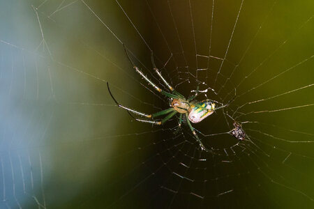 Orchard Orbweaver - Arden Woods - 08092026 - 01.jpg