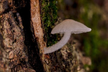 Bark Mycena - Arden Woods - 08092026 - 01.jpg