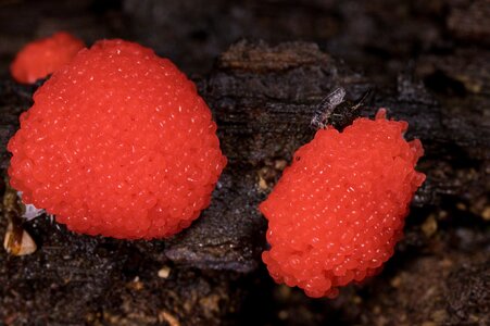 Red Raspberry Slime Mold - Arden Woods - 08092026 - 01.jpg