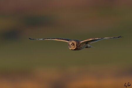 Short-eared-Owl-2267.jpg