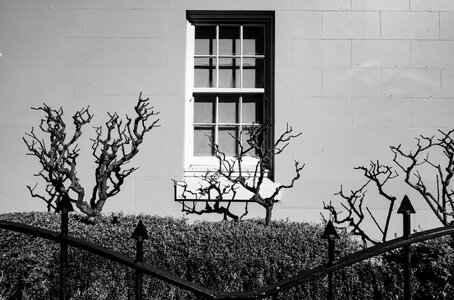 Street_scene_architectural_leafless_trees_and_shadows_on_wall.-3DSC07994.jpg