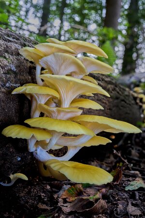 Golden Oyster Mushroom - 1st State NP - 08142026 - 01.jpg