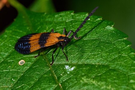 End Band Net-winged Beetle - 1St State NP - 08142026 - 01.jpg
