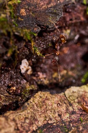 Tawny Collared Ant - 1St State NP - 08142026 - 01.jpg