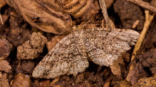 Genus Melanolophia - 1St State NP - 08142026 - 01.jpg