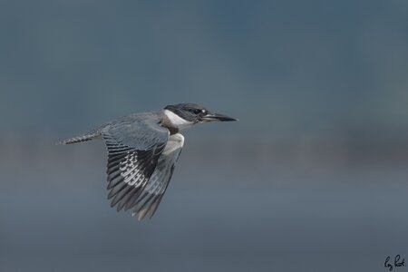 Belted-Kingfisher_DSC1635.jpg