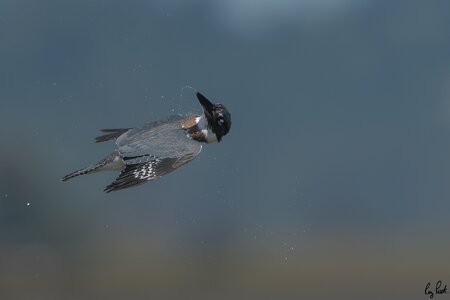 Belted-Kingfisher_DSC1640.jpg