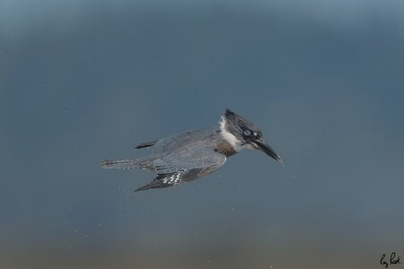 Belted-Kingfisher_DSC1642.jpg