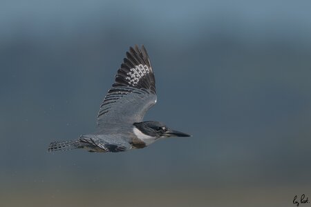 Belted-Kingfisher_DSC1644.jpg