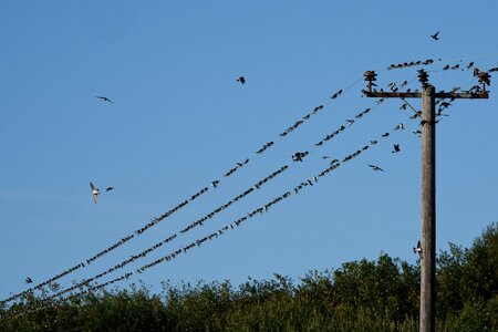 DSC00834 - Swallows and House Martins on wire.jpeg