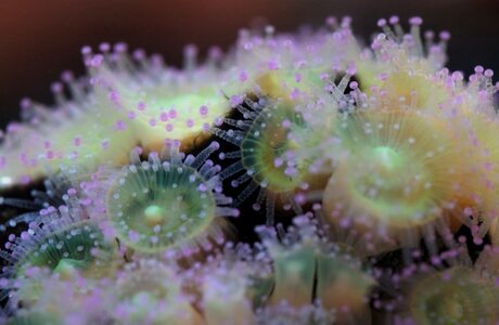 jewel-anemone-3.jpg
