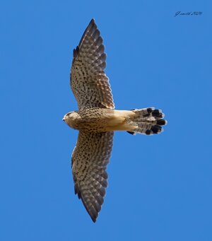 kestrel 2026_62.jpg