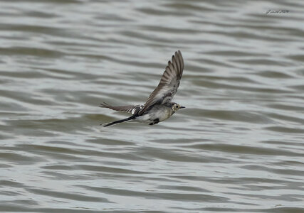 pied wagtail 2026_3.jpg