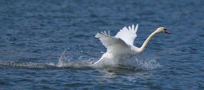 swan 2026_24.jpg