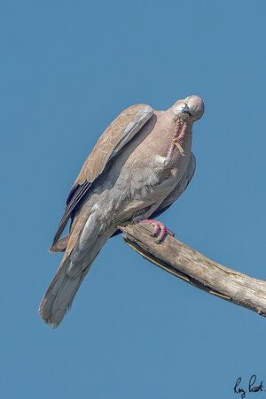 Eurasian-Collared-Dove-1955.jpg