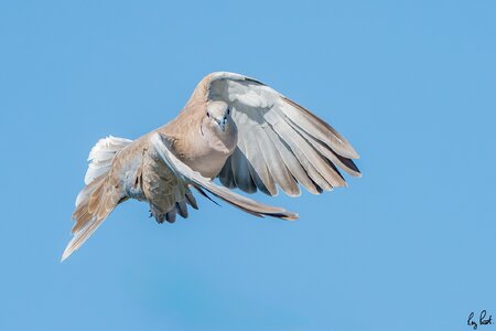 Eurasian-Collared-Dove-2089-Edit.jpg