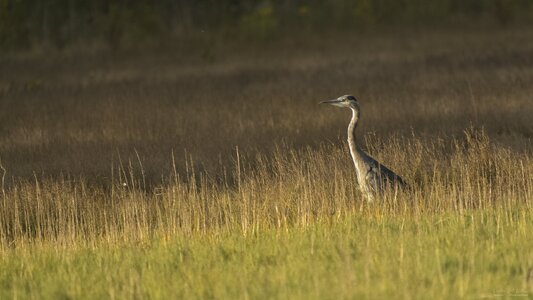 _DSC4569.jpg