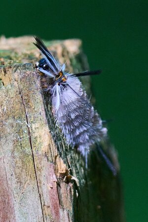 Banded Tussock Moth - BCSP - 08292026 - 01.jpg