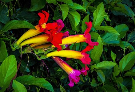 Trumpet Vine Flowers.jpg