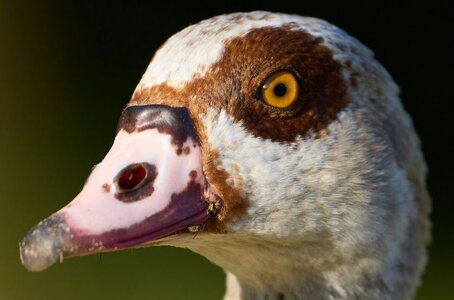 Bird Head.JPG