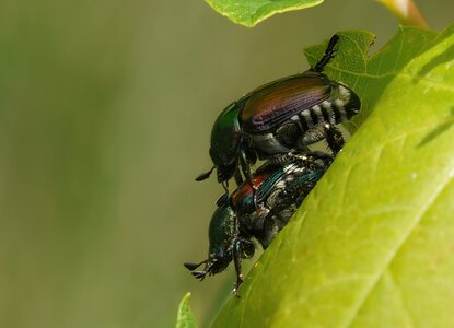 DSC08868-C Tandem Bugs.jpg DSC08868-C Tandem Bugs.jpg