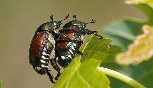 DSC08785-B Tandem Bugs.jpg DSC08785-B Tandem Bugs.jpg