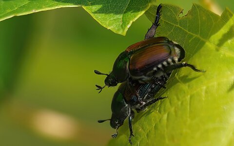 DSC08811-B Tandem Bugs.jpg DSC08811-B Tandem Bugs.jpg