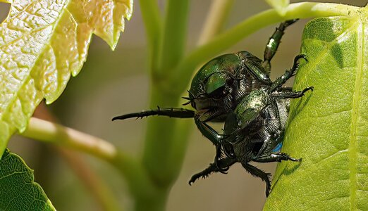 DSC08793-B Tandem Bugs.jpg DSC08793-B Tandem Bugs.jpg