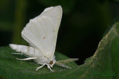 DSC09405-B Whi Moth sign.jpg DSC09405-B Whi Moth sign.jpg
