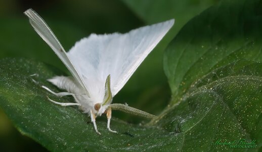 DSC09433-B Whi Moth sign.jpg DSC09433-B Whi Moth sign.jpg