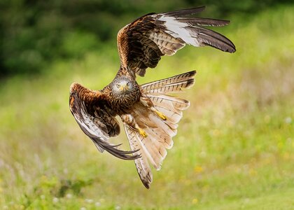 Red Kites Milvus Milvus (178 of 272)-Edit-3-Edit-Edit-Edit-Edit-Edit.jpg