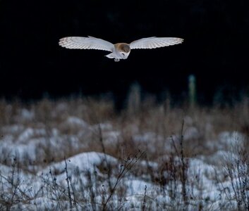 Barn Owl.JPG