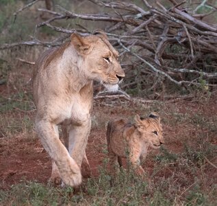 Lion and cub.jpg