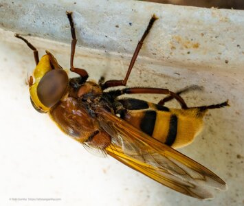 Hoverfly.jpg