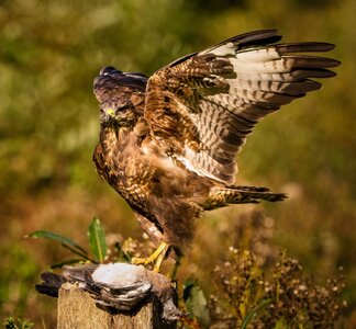 Buzzard Buteo Buteo_-3.jpg