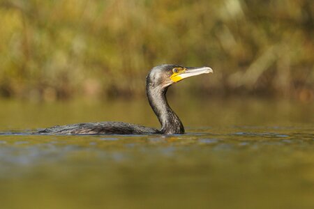 cormorant-4000px.jpg