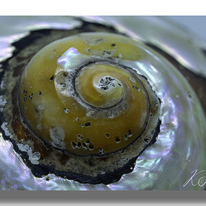 Sea snail shell.jpg