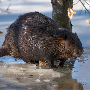 Beaver in Winter