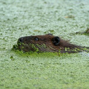 Beaver cruising through some algae