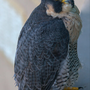 Falco Perched