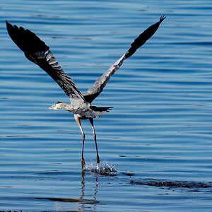 Great Blue Heron