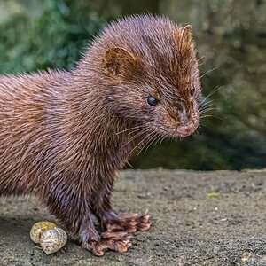 American Mink