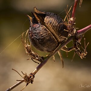 Seed Pod